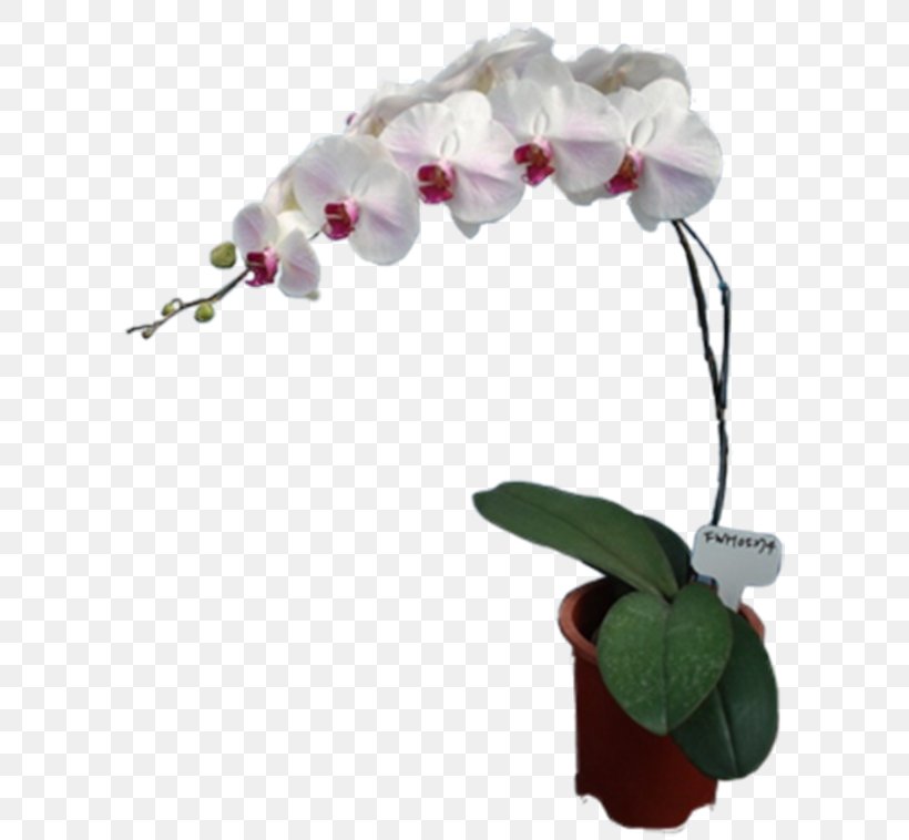 Moth Orchids Cut Flowers Floral Design Artificial Flower, PNG, 650x758px, Moth Orchids, Artificial Flower, Cut Flowers, Floral Design, Flower Download Free