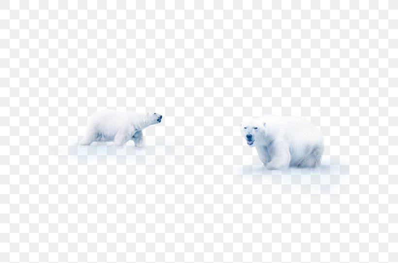 Polar Bear Snow Flooring Mammal, PNG, 621x542px, Watercolor, Cartoon, Flower, Frame, Heart Download Free