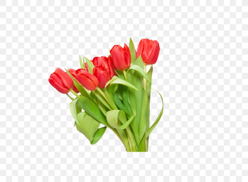 Tulip Flower Red Clip Art, PNG, 600x600px, Tulip, Cut Flowers, Digital Image, Floral Design, Floristry Download Free