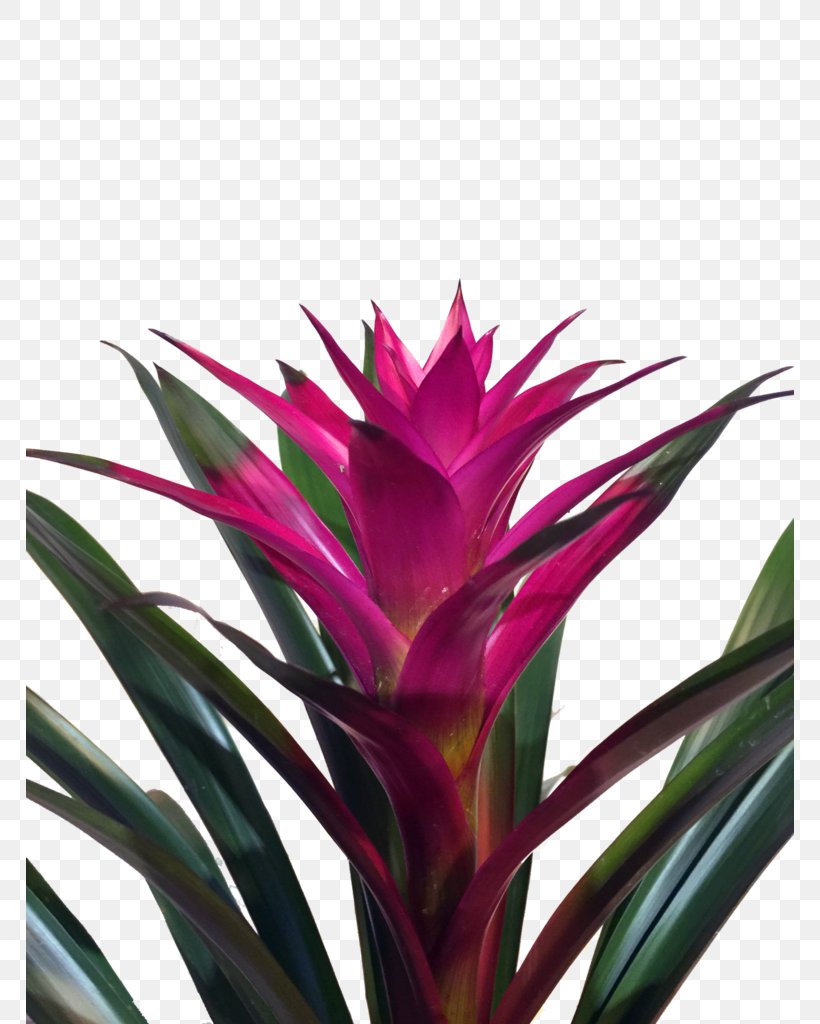 Bromelia Succulent Plant Guzmania Tillandsia, PNG, 768x1024px, Bromelia, Aechmea Fasciata, Bird Of Paradise Flower, Bromeliaceae, Bromeliads Download Free
