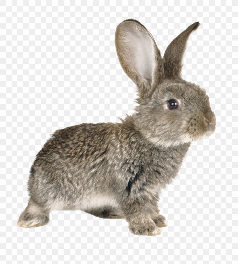 European Rabbit European Hare Domestic Rabbit Stock Photography, PNG, 1438x1600px, European Rabbit, Domestic Rabbit, Drawing, European Hare, Fauna Download Free