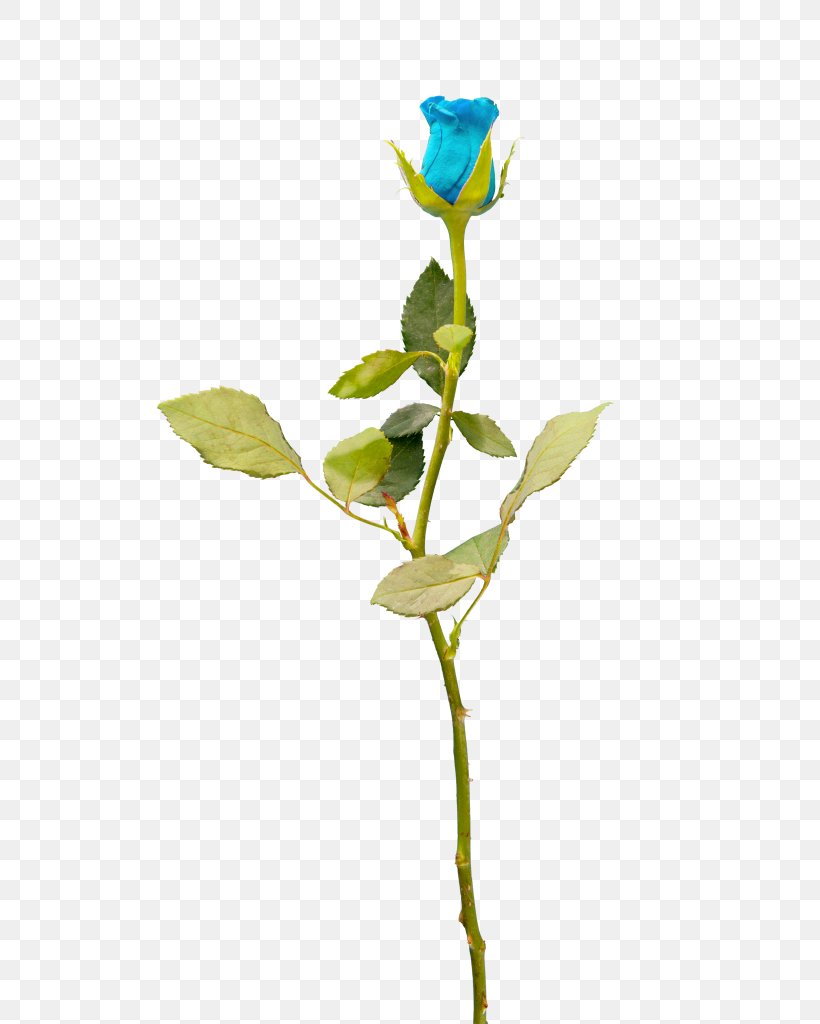 Garden Roses Cut Flowers Blue Rose Petal, PNG, 684x1024px, Garden Roses, Blue, Blue Rose, Branch, Bud Download Free
