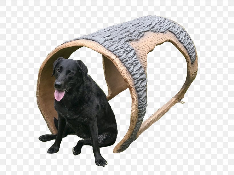 Labrador Retriever Flat-Coated Retriever Leash Dog Breed Dog Park, PNG, 4032x3024px, Labrador Retriever, Coat, Collar, Dog, Dog Breed Download Free