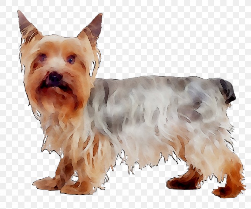 Australian Silky Terrier Yorkshire Terrier Australian Terrier Jack Russell Terrier Puppy, PNG, 1325x1106px, Australian Silky Terrier, Animal, Australian Terrier, Biewer Terrier, Breed Download Free