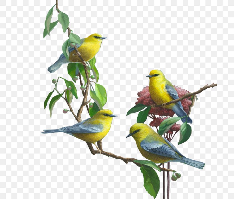 Bird Clip Art, PNG, 700x700px, Bird, Beak, Bird Supply, Brahminy Kite, Branch Download Free