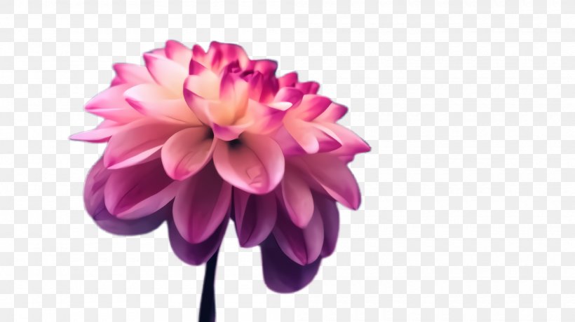 Pink Petal Flower Purple Violet, PNG, 2000x1124px, Pink, Dahlia, Flower, Flowering Plant, Gerbera Download Free