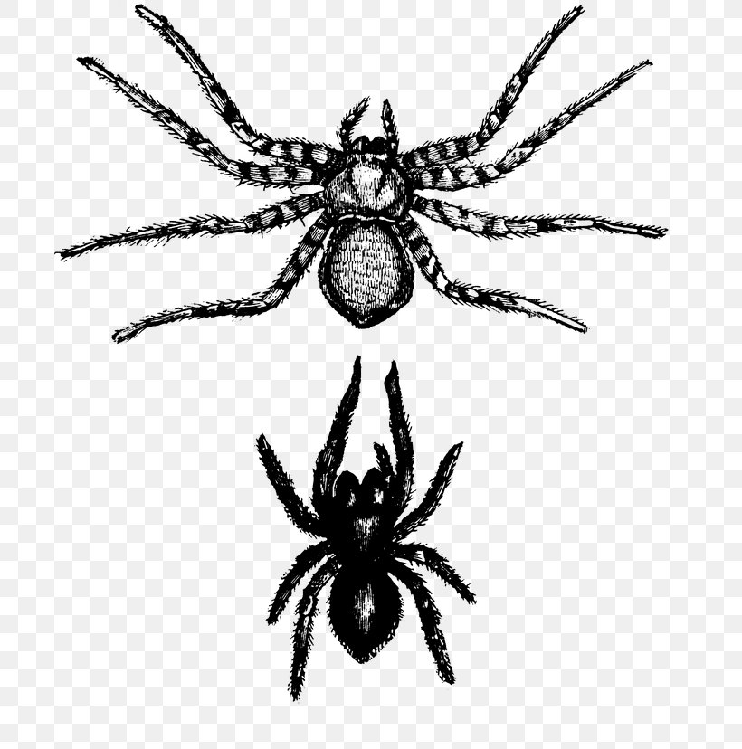 Spider Tarantula Orb-weaver Spider Arachnid Wolf Spider, PNG, 706x828px, Spider, Arachnid, Araneus, Araneus Cavaticus, European Garden Spider Download Free