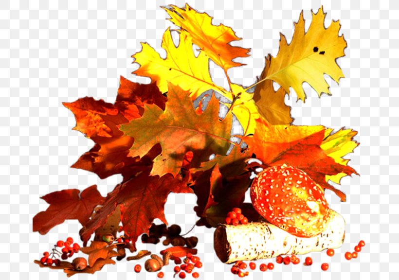 Autumn Southern Hemisphere Northern Hemisphere, PNG, 686x576px, Autumn, Diary, Leaf, Liveinternet, Maple Leaf Download Free