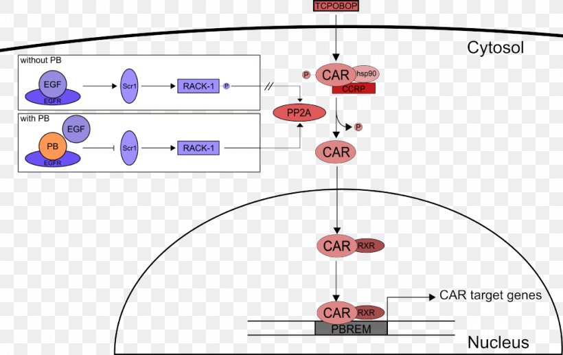 Constitutive Androstane Receptor Nuclear Receptor Pregnane X Receptor, PNG, 1000x631px, Receptor, Androstane, Area, Cell Signaling, Diagram Download Free