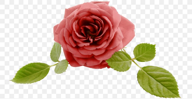 Garden Roses Jeonju Cabbage Rose Floribunda Clip Art, PNG, 743x422px, Garden Roses, Beach Rose, Cabbage Rose, China Rose, Cut Flowers Download Free