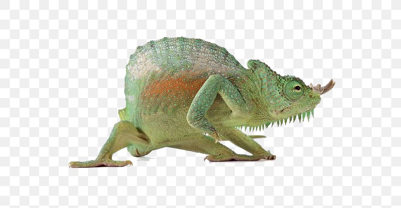 Lizard Reptile Chameleons, PNG, 600x425px, Lizard, Animal, Chameleon, Chameleons, Fauna Download Free
