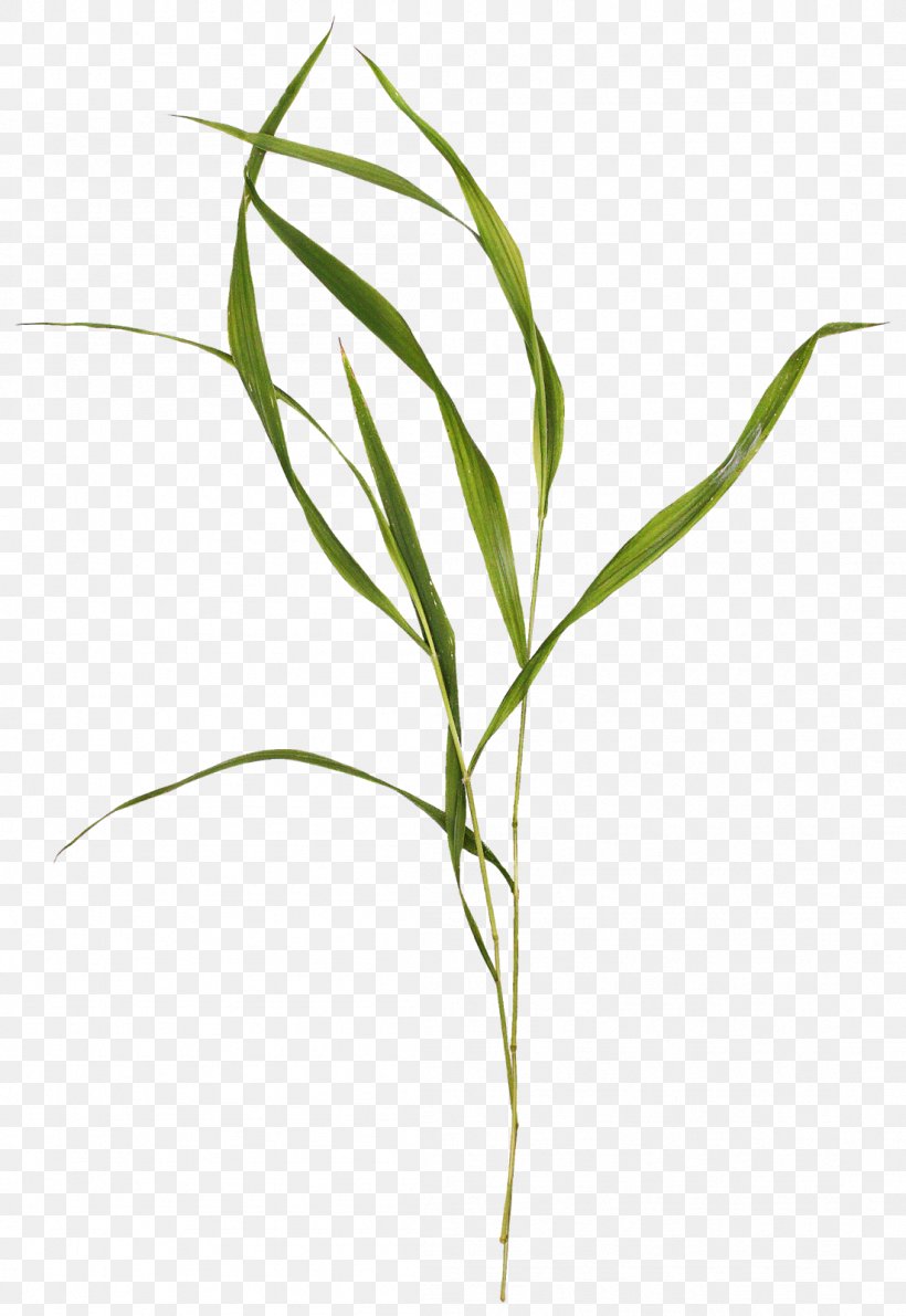 Weed Plants Lawn Plant Stem Shrub, PNG, 1101x1600px, Weed, Botany, Commodity, Croquis, Flower Download Free