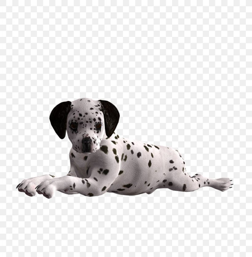 Dalmatian Dog Puppy Dog Breed Companion Dog Non-sporting Group, PNG, 1024x1045px, Dalmatian Dog, Art, Breed, Carnivoran, Companion Dog Download Free