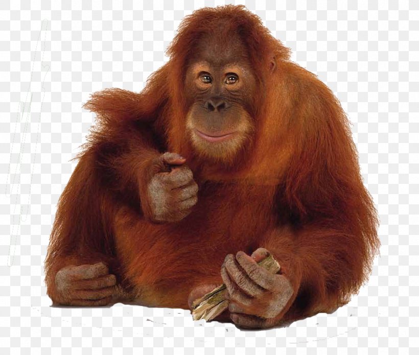 Gunung Leuser National Park Bornean Orangutan Sumatran Orangutan Primate Gorilla, PNG, 991x840px, Gunung Leuser National Park, Bonobo, Bornean Orangutan, Chimpanzee, Fur Download Free