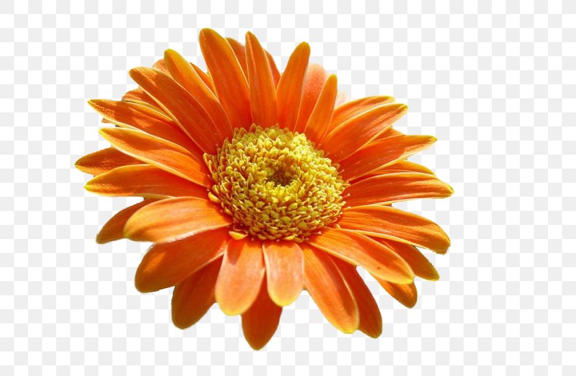 Transvaal Daisy Chrysanthemum Cut Flowers Orange S.A., PNG, 740x535px, Transvaal Daisy, Chrysanthemum, Chrysanths, Cut Flowers, Daisy Family Download Free