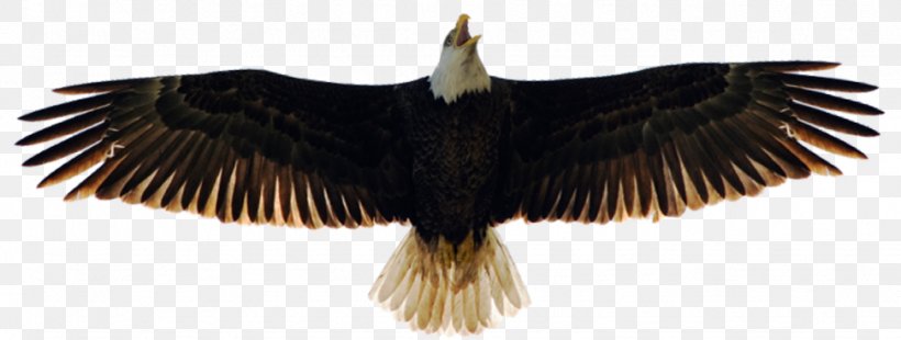 Bald Eagle Beak Vulture, PNG, 972x368px, Eagle, Accipitriformes, American Eagle Outfitters, Bald Eagle, Bank Download Free