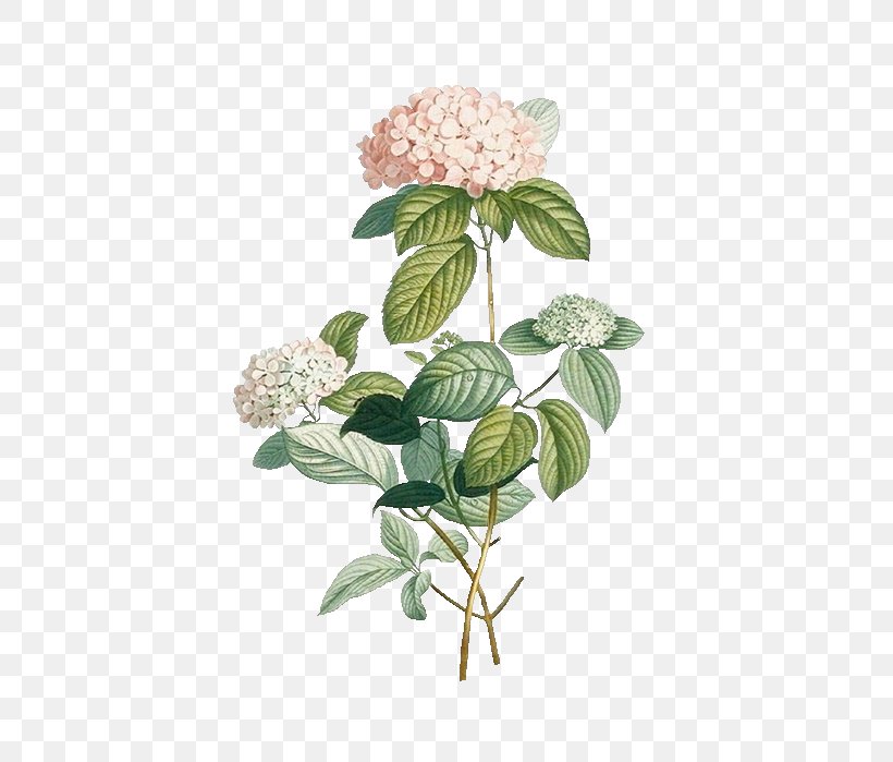 Cut Flowers Floral Design, PNG, 479x699px, Flower, Art, Botanical Illustration, Botany, Branch Download Free