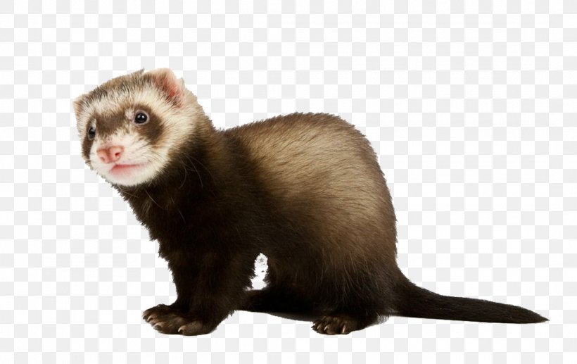 Ferret Stoat Stock Photography, PNG, 2133x1346px, Ferret, Black Footed Ferret, Carnivoran, European Polecat, Fauna Download Free