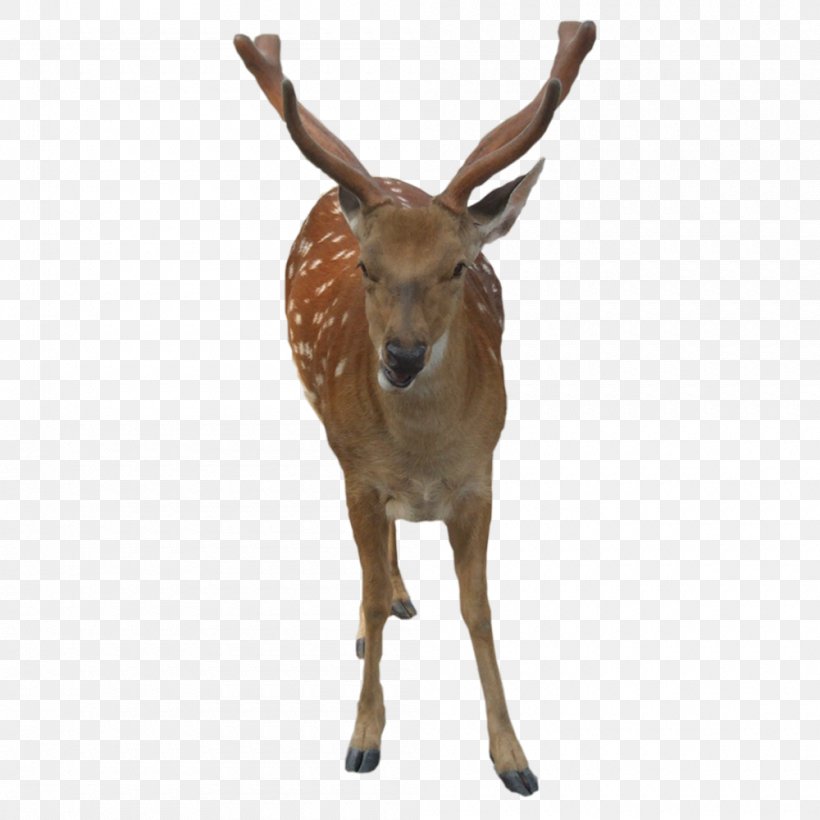Formosan Sika Deer ICO Icon, PNG, 1000x1000px, Formosan Sika Deer, Antler, Deer, Digital Container Format, Fauna Download Free