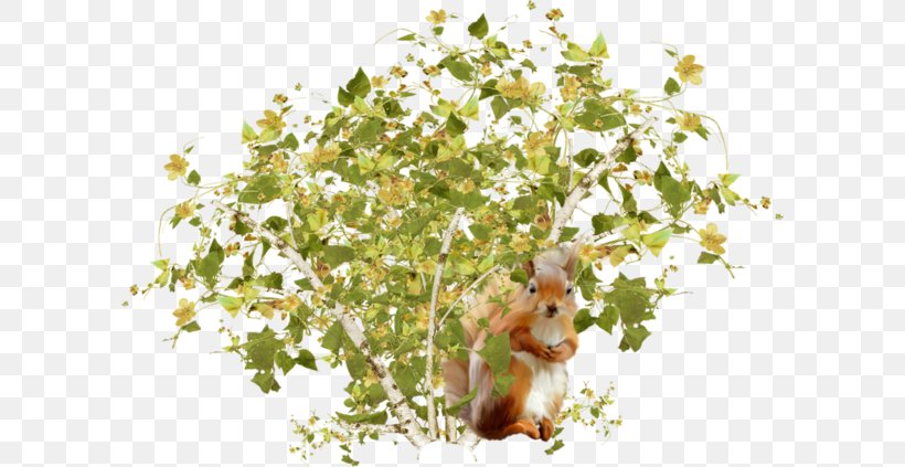 Tree Squirrels Shrub, PNG, 600x423px, Tree Squirrels, Branch, Flora, Floral Design, Flower Download Free