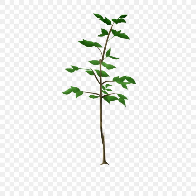 Twig Plant Stem Flowering Plant Leaf, PNG, 1157x1157px, Twig, Branch, Flower, Flowering Plant, Herb Download Free