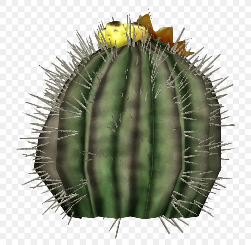 Cactaceae Echinocactus Grusonii Echinocactus Platyacanthus Barrel Cactus Fruit, PNG, 750x800px, Cactaceae, Barrel Cactus, Cactus, Caryophyllales, Desert Download Free