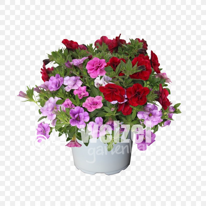 Calibrachoa Floral Design Petunia Cut Flowers, PNG, 900x900px, Calibrachoa, Annual Plant, Bedding, Cut Flowers, Dianthus Download Free