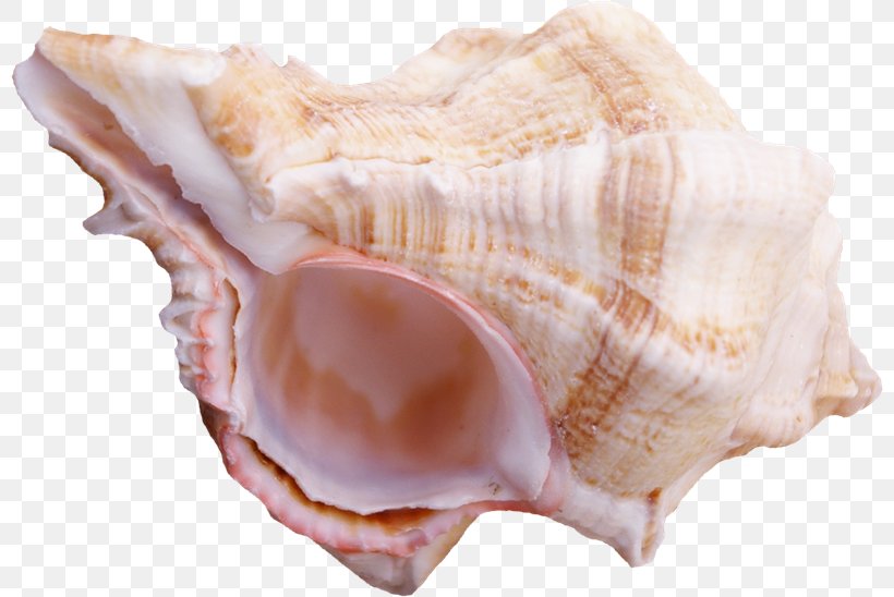Cockle Conchology Shankha Seashell Animal Source Foods, PNG, 800x548px, Cockle, Animal Source Foods, Clam, Clams Oysters Mussels And Scallops, Conch Download Free