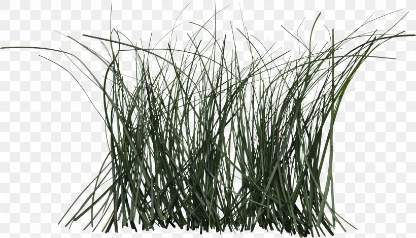 Grass Cymbopogon Citratus Plant Rattan Herb, PNG, 2704x1547px, Grass, Black And White, Branch, Cane, Commodity Download Free