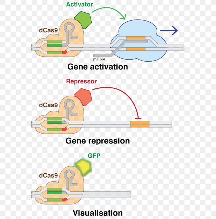 CRISPR Interference Cas9 Genome Editing Gene, PNG, 597x832px, Crispr, Area, Crispr Interference, Dcas9 Activation System, Diagram Download Free