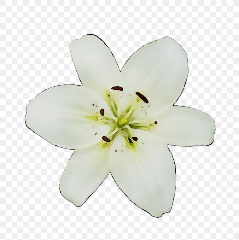 Cut Flowers Lily M, PNG, 1079x1084px, Cut Flowers, Blossom, Flower, Flowering Plant, Lily Download Free