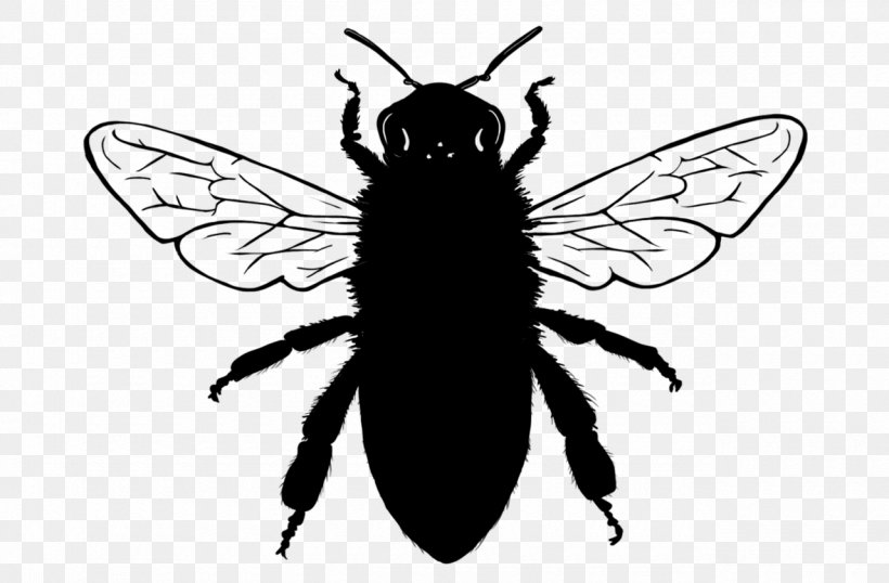 European Dark Bee Drone Beehive African Bee, PNG, 1280x840px, European Dark Bee, African Bee, Arthropod, Bee, Beehive Download Free