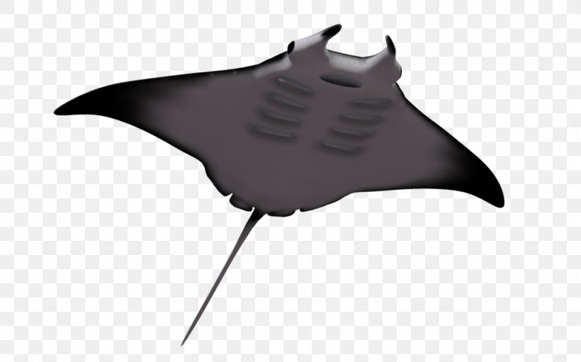 Giant Oceanic Manta Ray Batoidea Myliobatoidei Clip Art, PNG, 1024x639px, Giant Oceanic Manta Ray, Bat, Batoidea, Cartoon, Devil Rays Download Free