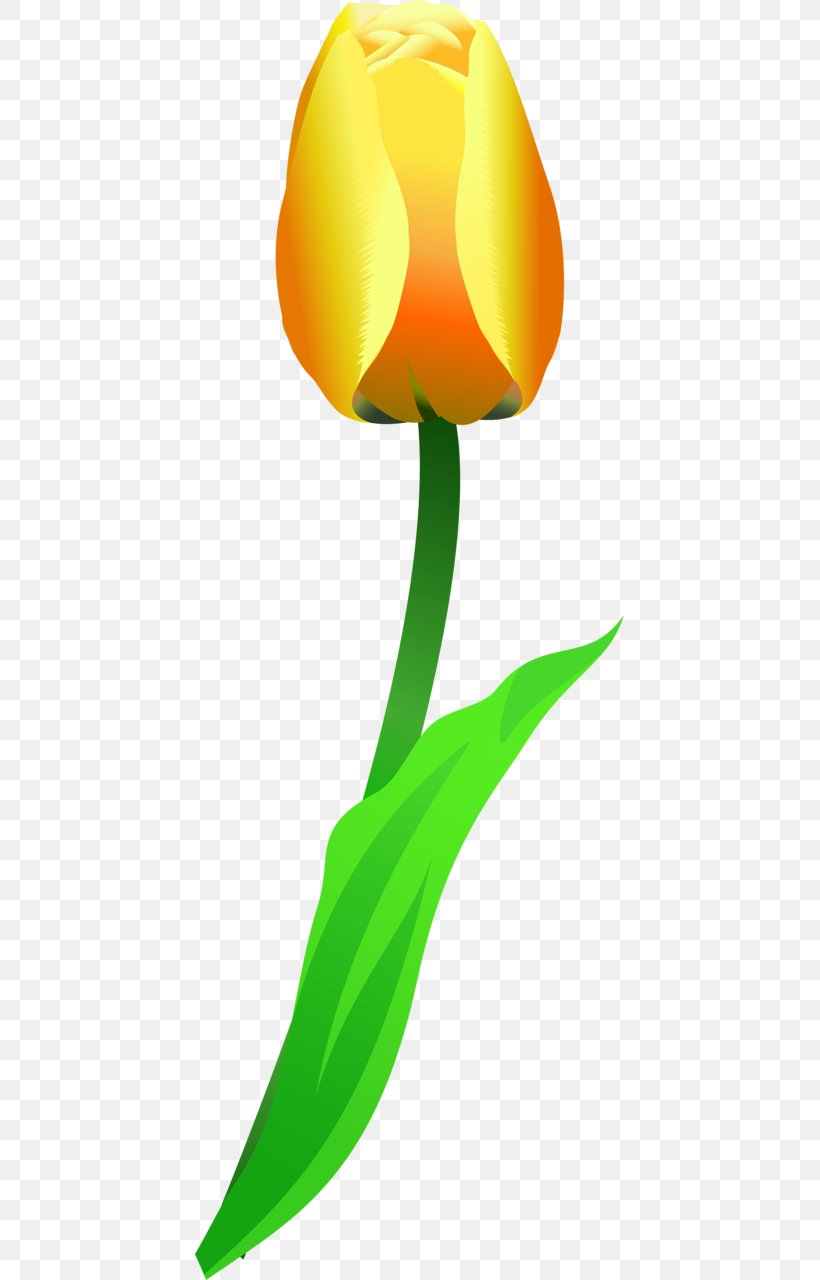 Liriodendron Tulipifera Leaf Flowering Dogwood Petal, PNG, 429x1280px, Tulip, Dogwood, Floral Design, Floristry, Flower Download Free