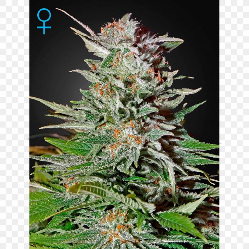 Cannabis Ruderalis Haze Autoflowering Cannabis Skunk Seed, PNG, 1000x1000px, Cannabis Ruderalis, Arjan Roskam, Autoflowering Cannabis, Breed, Cannabis Download Free