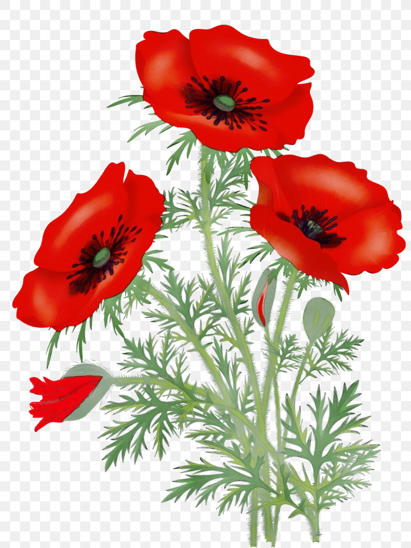 Flower Oriental Poppy Poppy California Poppy Avens, PNG, 800x1093px, Watercolor, Avens, California Poppy, Cut Flowers, Eschscholzia Download Free