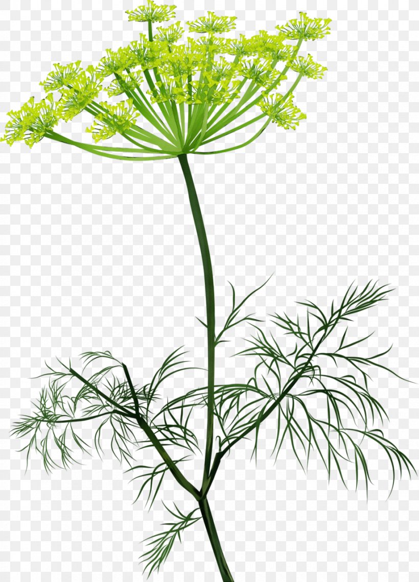 Flower Plant Plant Stem Parsley Family Herb, PNG, 920x1280px, Watercolor, Cow Parsley, Flower, Heracleum Plant, Herb Download Free