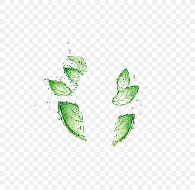 Leaf Green Drop Water, PNG, 800x800px, Leaf, Drop, Emerald, Grass, Green Download Free