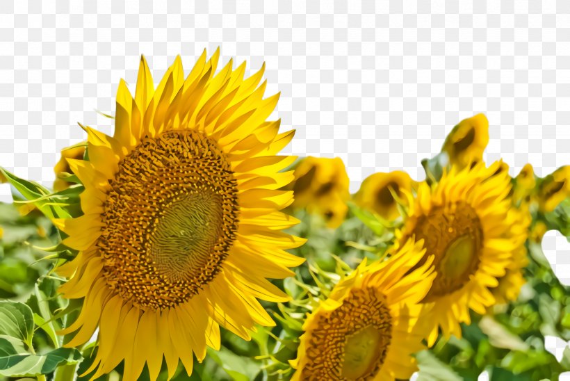 Pencil Cartoon, PNG, 2444x1636px, Sunflower, Annual Plant, Asterales, Bloom, Cuisine Download Free