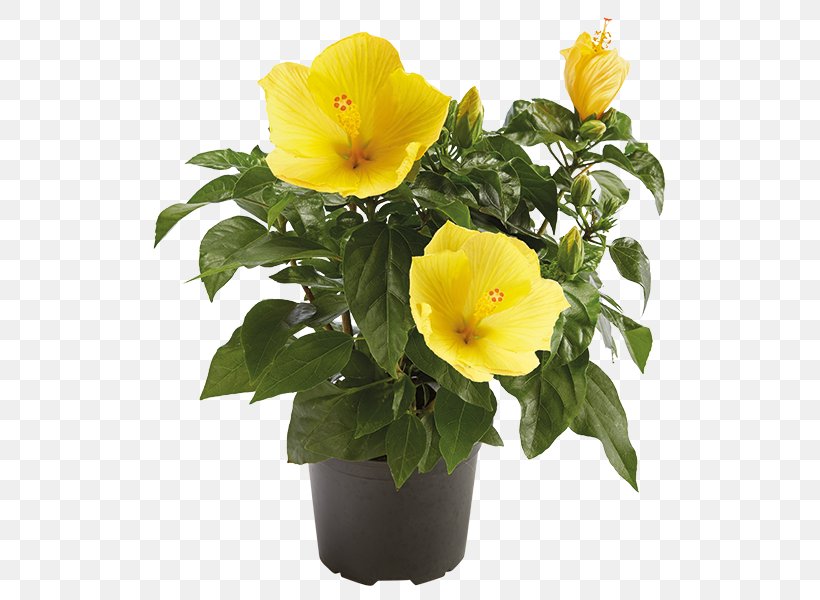 Rosemallows Flowerpot Rose Family Annual Plant Violet, PNG, 600x600px, Rosemallows, Annual Plant, Family, Flower, Flowering Plant Download Free