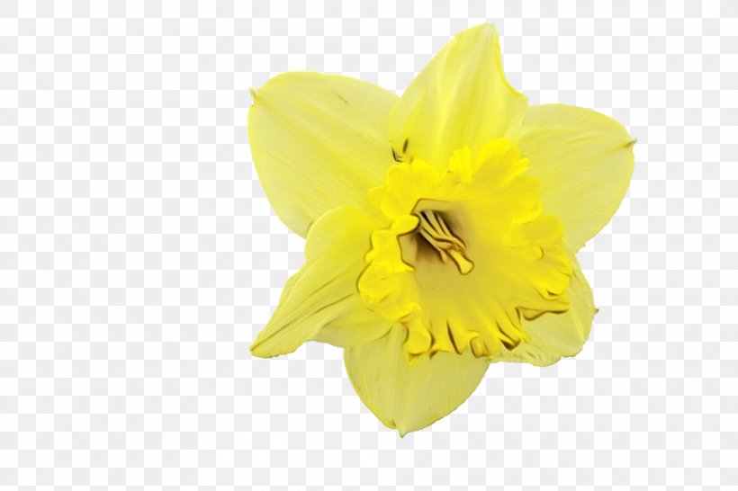 Yellow Flower, PNG, 960x640px, Narcissus, Amaryllis Family, Evening ...