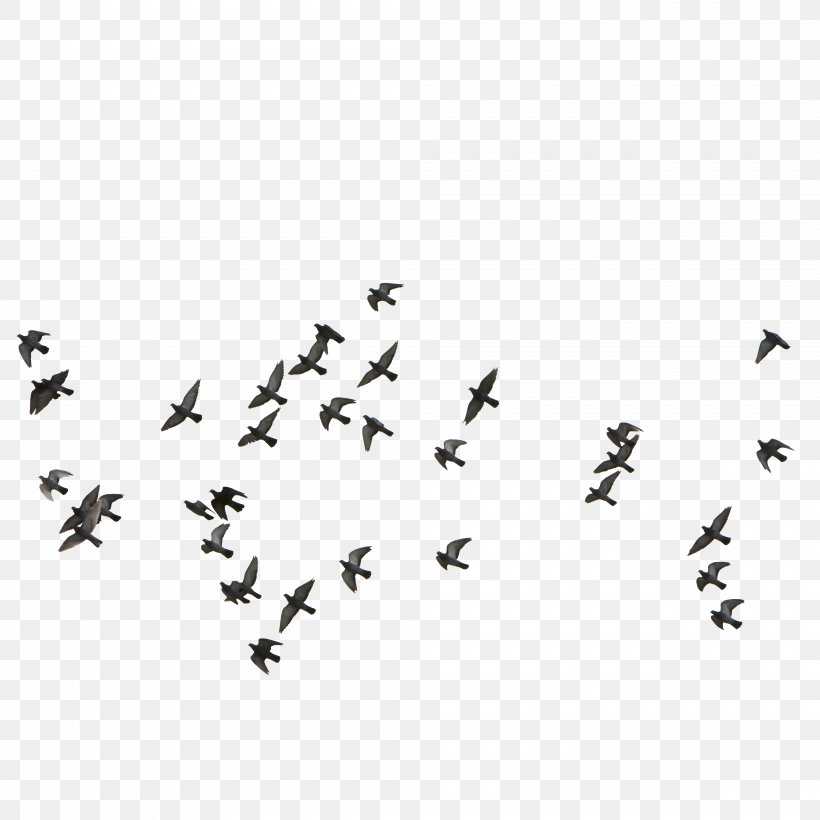 Bird Euclidean Vector, PNG, 4000x4000px, Bird, Bird Colony, Black, Black And White, Drawing Download Free