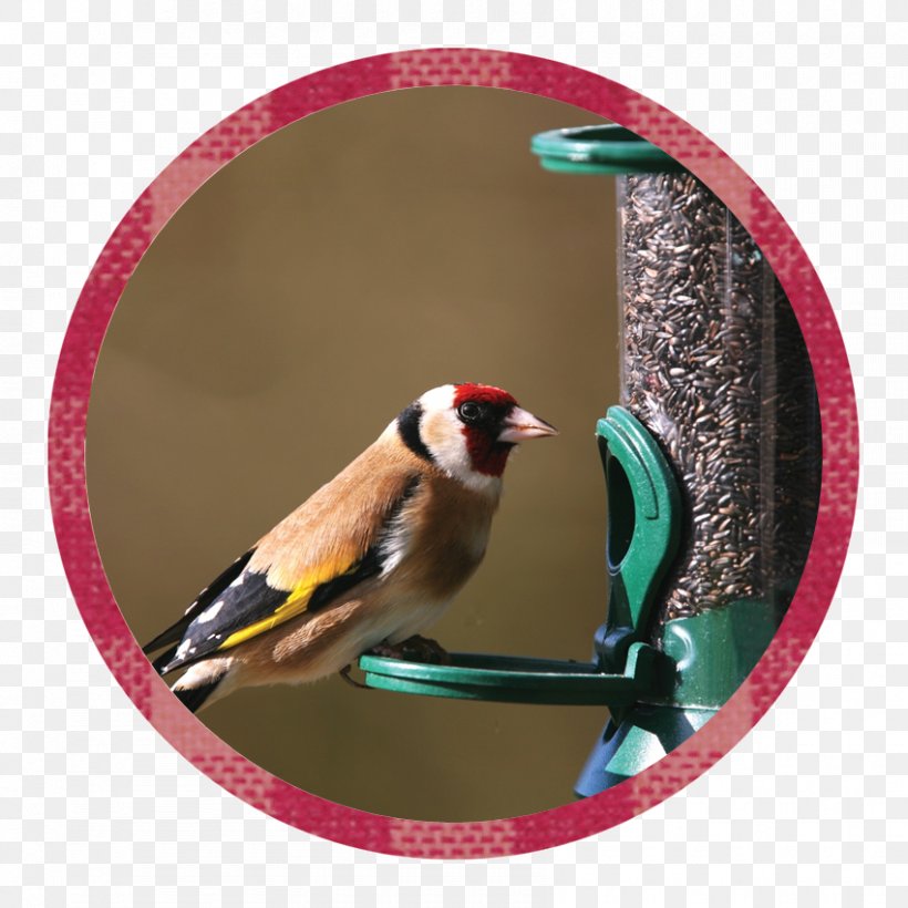 Finches Beak Christmas Ornament, PNG, 850x850px, Finches, Beak, Bird, Christmas, Christmas Ornament Download Free