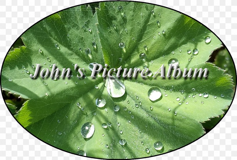 Green Leaf Water, PNG, 1152x776px, Green, Grass, Leaf, Plant, Water Download Free
