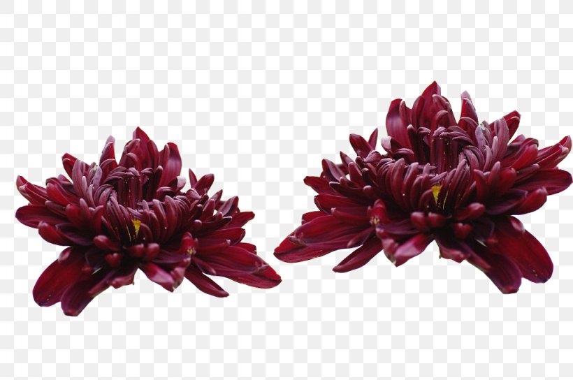 Chrysanthemum Xd7grandiflorum Purple Flower Inkstick, PNG, 1024x680px, Chrysanthemum Xd7grandiflorum, Chrysanthemum, Chrysanths, Flower, Inkstick Download Free