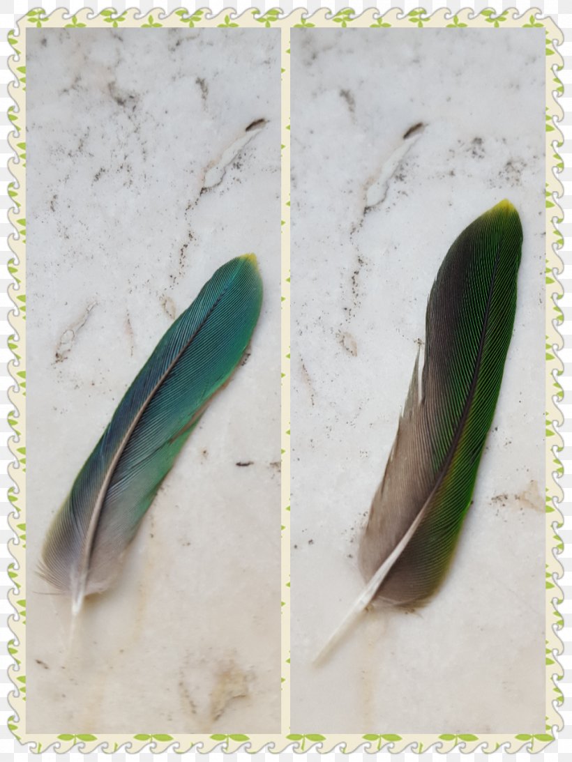 Feather, PNG, 960x1280px, Feather Download Free