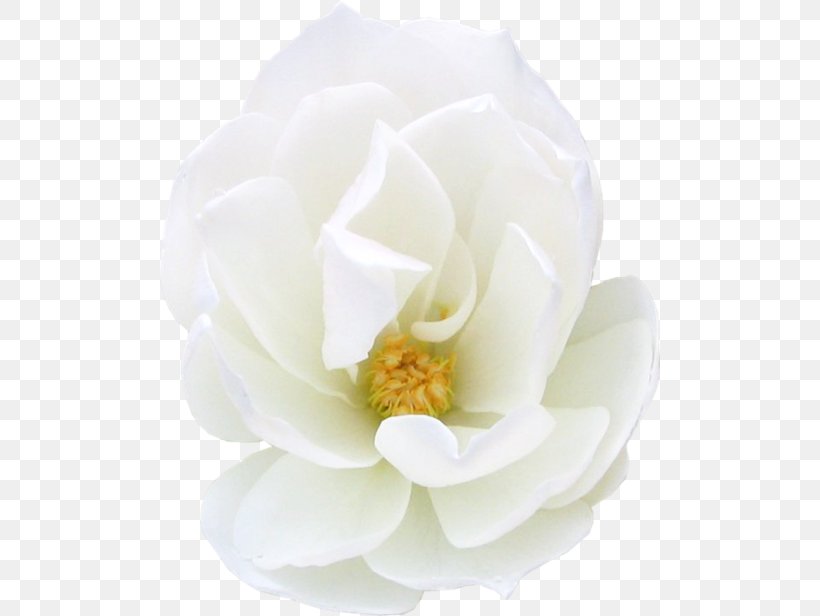 Magnolia Family Petal, PNG, 500x616px, Magnolia Family, Flower, Flowering Plant, Magnolia, Petal Download Free