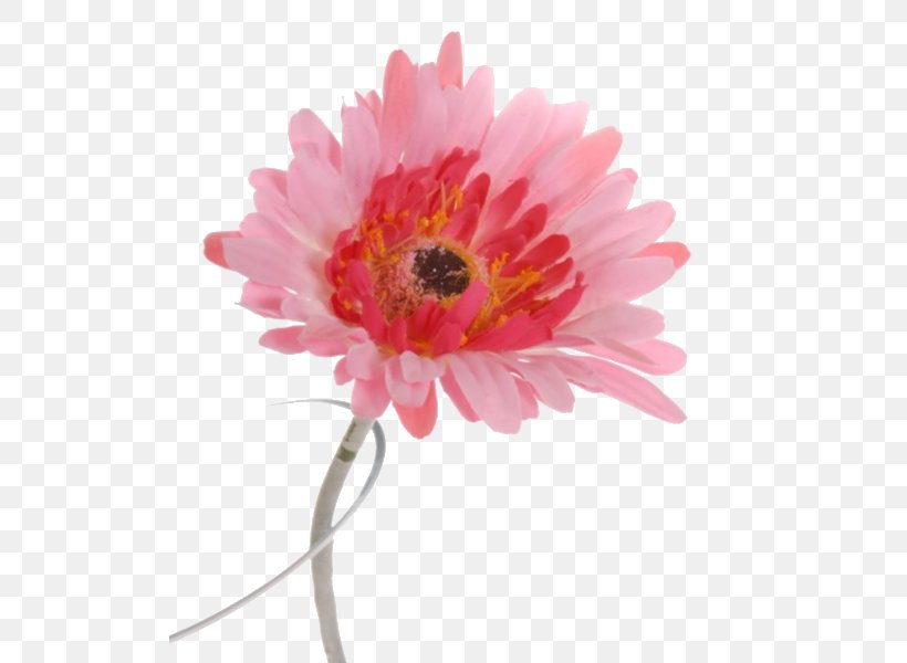May 25, 2018 Transvaal Daisy Facebook Pinterest Cut Flowers, PNG, 513x600px, May 25 2018, Cut Flowers, Daisy, Daisy Family, Email Download Free