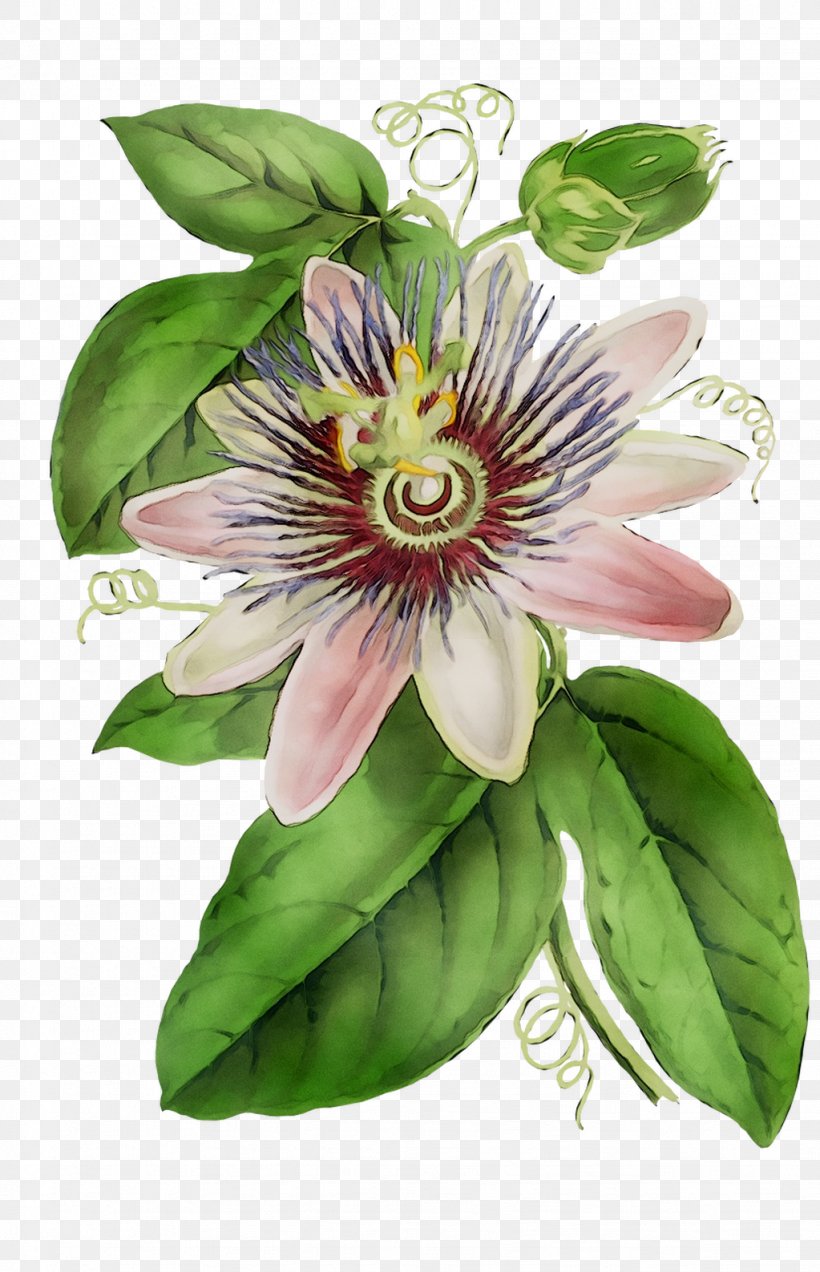 Purple Passionflower Granadilla Lily Of The Incas Passion Flower, PNG, 1023x1587px, Purple Passionflower, Anthurium, Botany, Flower, Flowering Plant Download Free