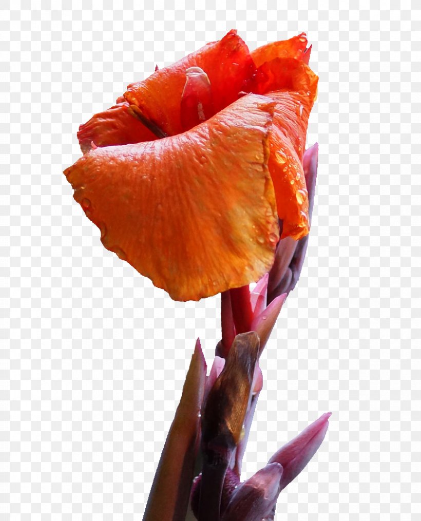 Canna Indica Flower Icon, PNG, 843x1044px, Canna Indica, Background Process, Canna, Color, Cut Flowers Download Free